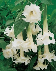 Шикарное растениие Бругмансия двойная белая 