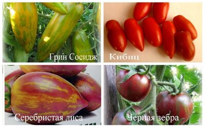семена овощей днепропетровск
