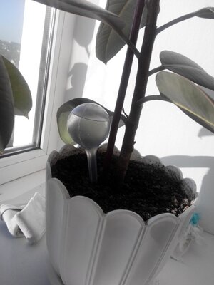 Автоматическая кормушка для полива комнатных растений