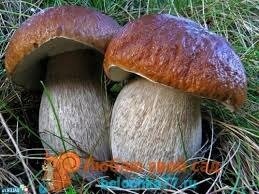 грибы белые, сушеные в печи